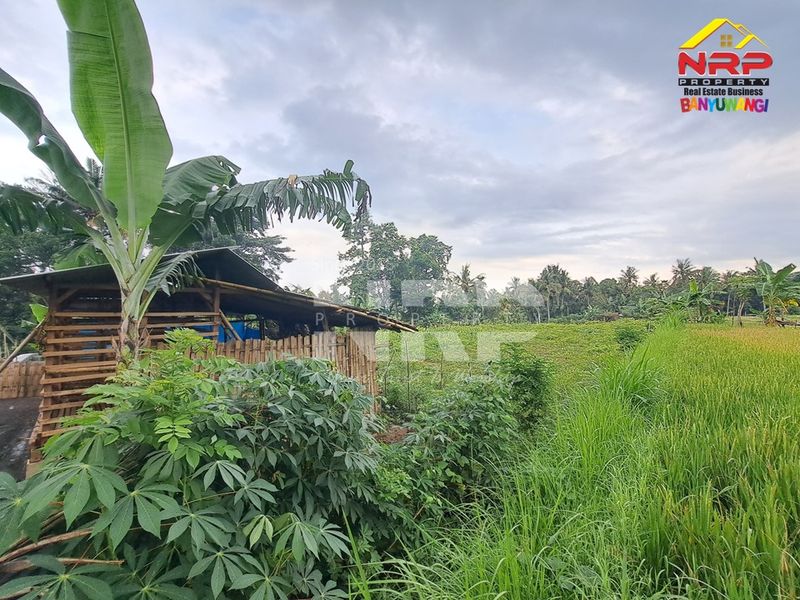 Dijual Tanah sawah  Murah di giri banyuwangi, Jawa Timur - 3