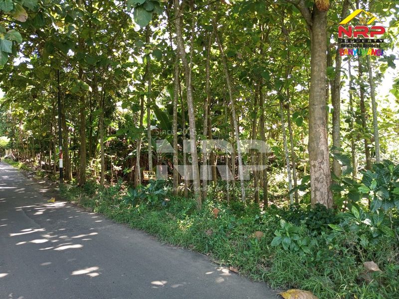  Dijual Tanah Murah di kabupaten banyuwangi, Jawa Timur - 5