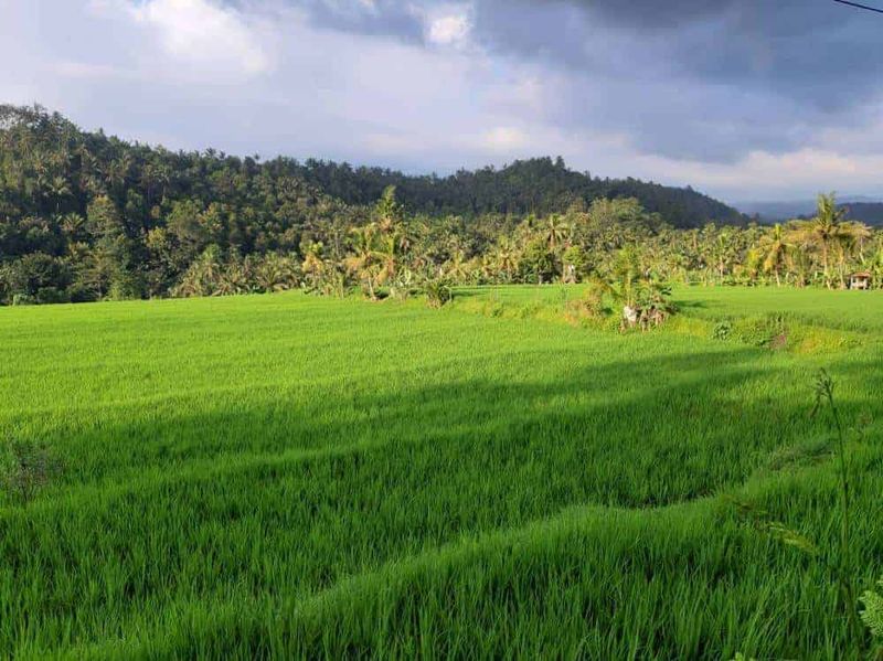 Jual Cepat Tanah 120 Are Pinggir Jalan Provinsi Busungbiu Buleleng - 4