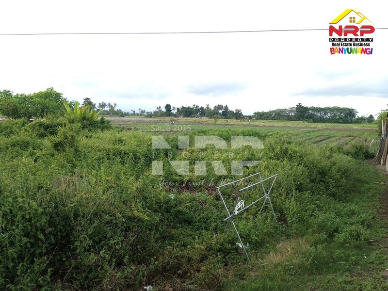 Dijual Tanah Murah di kabupaten banyuwangi Blimbingsari, Jawa Timur - 5