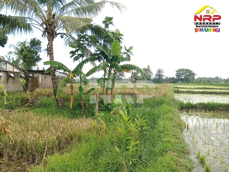 Dijual Tanah sawah murah  di kabupaten banyuwangi, Jawa Timur kabat - 4