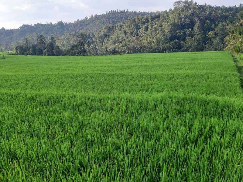 Jual Cepat Tanah 120 Are Pinggir Jalan Provinsi Busungbiu Buleleng - 3