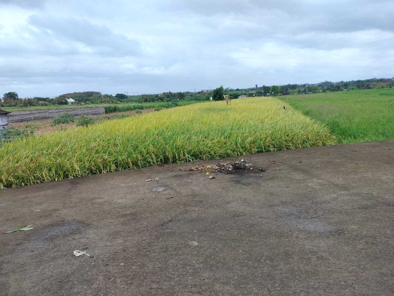 Jual Tanah 15 Are Kelating Tabanan - 3