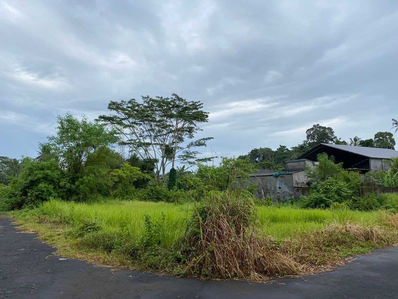 Investasi Tanah 3750m2 Panglan Kapal Mengwi Badung - 5