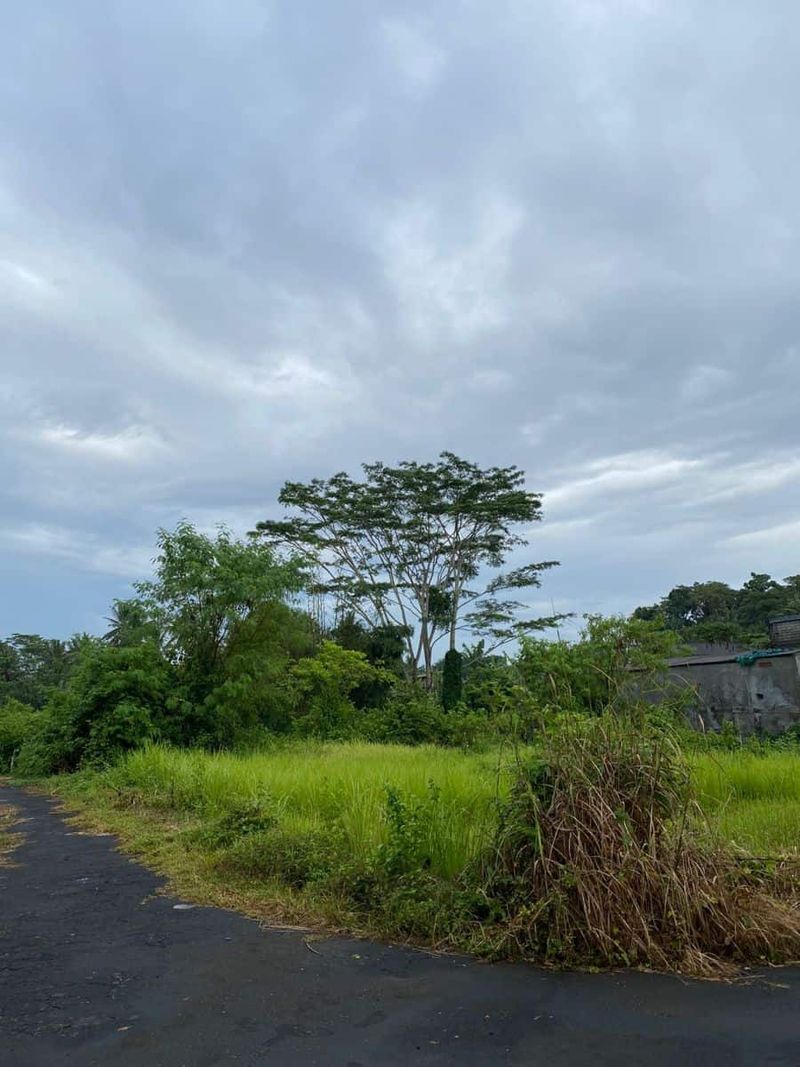 Investasi Tanah 3750m2 Panglan Kapal Mengwi Badung - 4