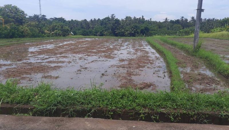 Investasi Tanah Lahan Pemukiman 1,06 Hektar View Sawah Gunung Dekat Tol Lingkar Soka Mengwi Selemadeg Tabanan - 5