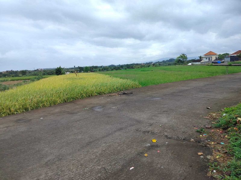 Jual Tanah 15 Are Kelating Tabanan - 4