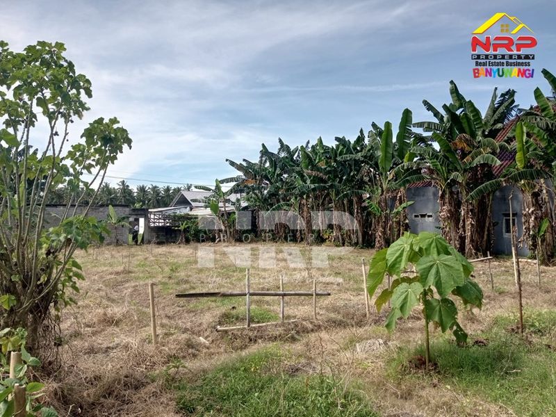 Dijual Tanah Murah di kabat banyuwangi, Jawa Timur - 4