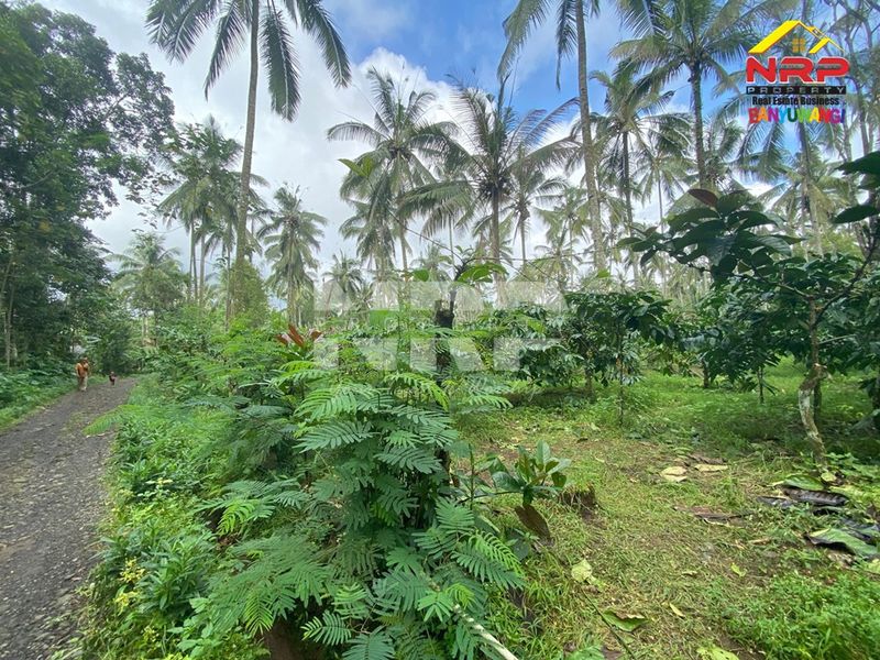 Dijual Tanah Kebun Kopi, Kelapa, Cengkeh Produktif di Licin - Kawah Ijen Banyuwangi  - 5