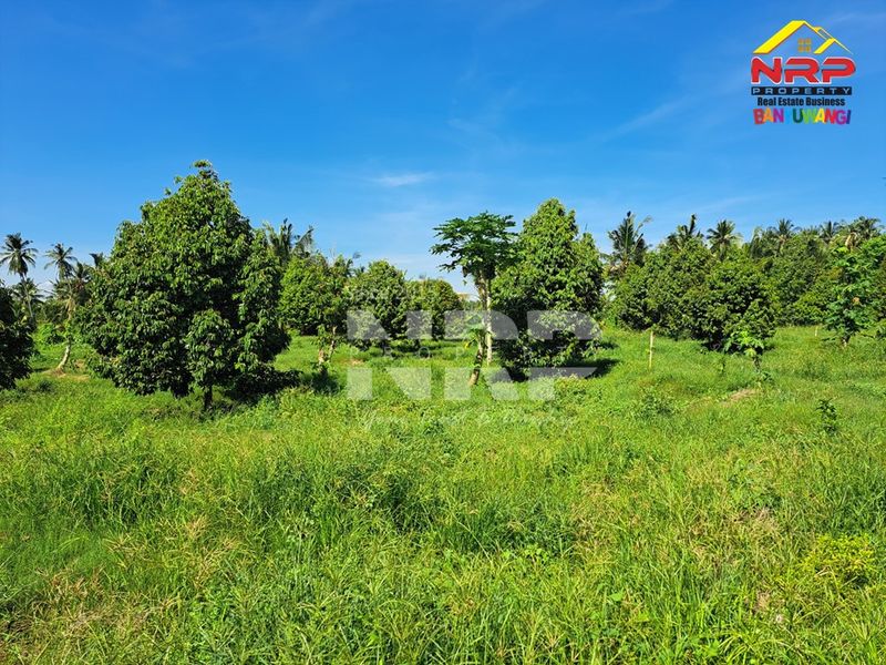 Dijual Tanah kebun  di Kabat banyuwangi, Jawa Timur - 4