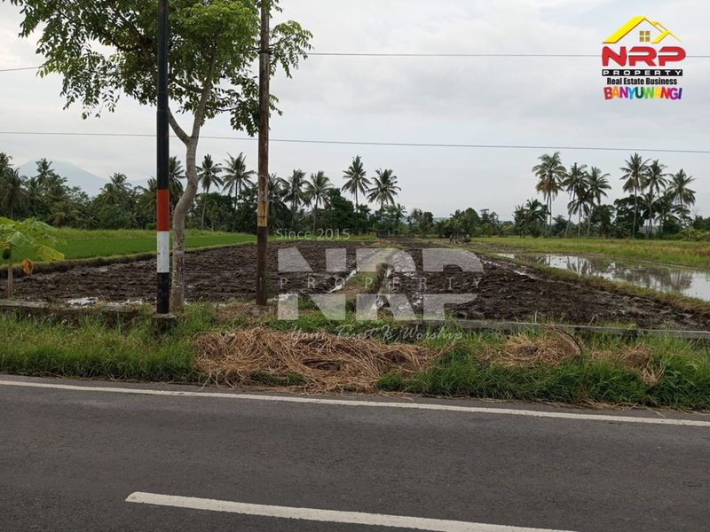 Dijual Tanah sawah pinggir jalan  di kabupaten banyuwangi, Jawa Timur kabat - 5