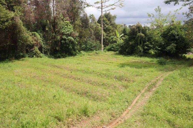 Investasi Tanah 87 Are Apuan Baturiti Tabanan View Sawah Dekat Jatiluwih - 5
