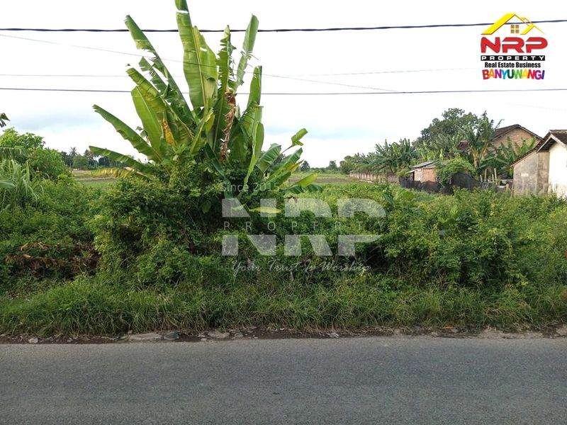 Dijual Tanah Murah di kabupaten banyuwangi Blimbingsari, Jawa Timur - 4