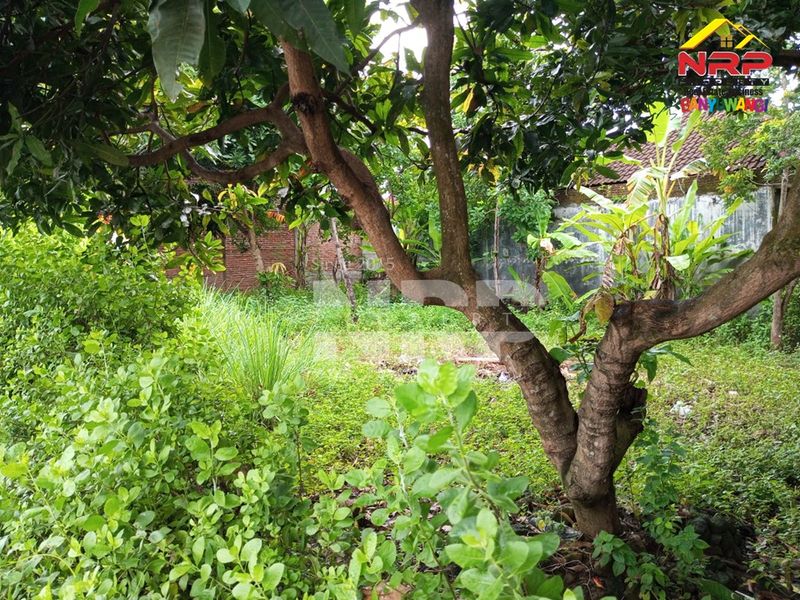  Dijual Tanah Kosong di kabupaten banyuwangi, Jawa Timur - 4
