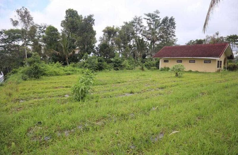 Investasi Tanah 87 Are Apuan Baturiti Tabanan View Sawah Dekat Jatiluwih - 4