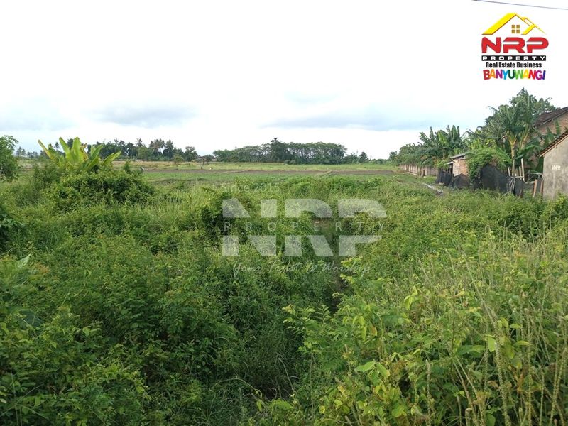 Dijual Tanah Murah di kabupaten banyuwangi Blimbingsari, Jawa Timur - 2