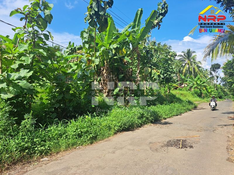 Dijual Tanah Murah di kabupaten banyuwangi, Jawa Timur kelir kalipuro - 2