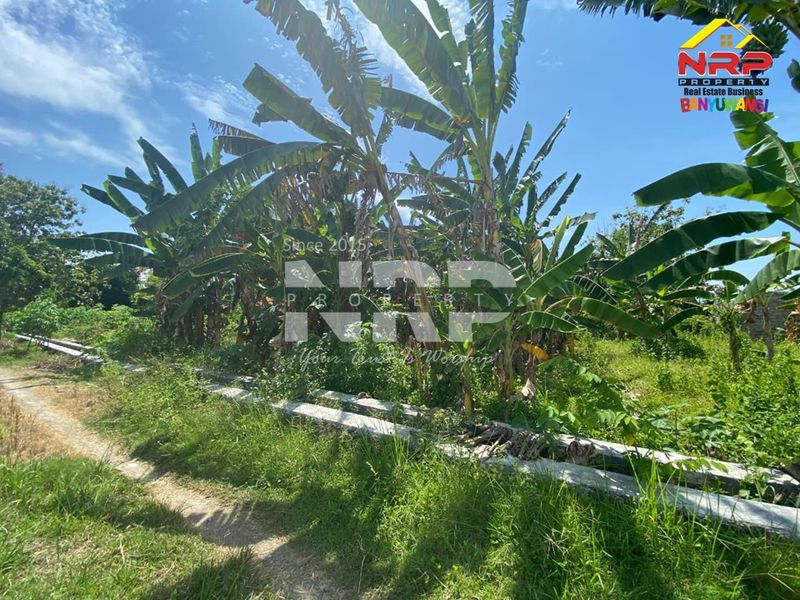 Dijual Tanah Murah Siap Bangun di Kebalenan - Banyuwangi Kota - 3