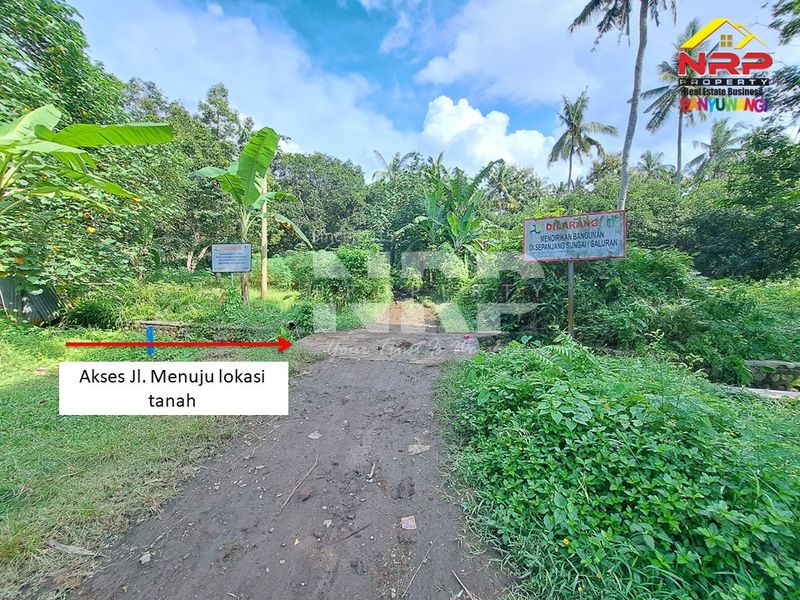 Dijual Tanah kebun  Murah di banyuwangi, Jawa Timur - 3