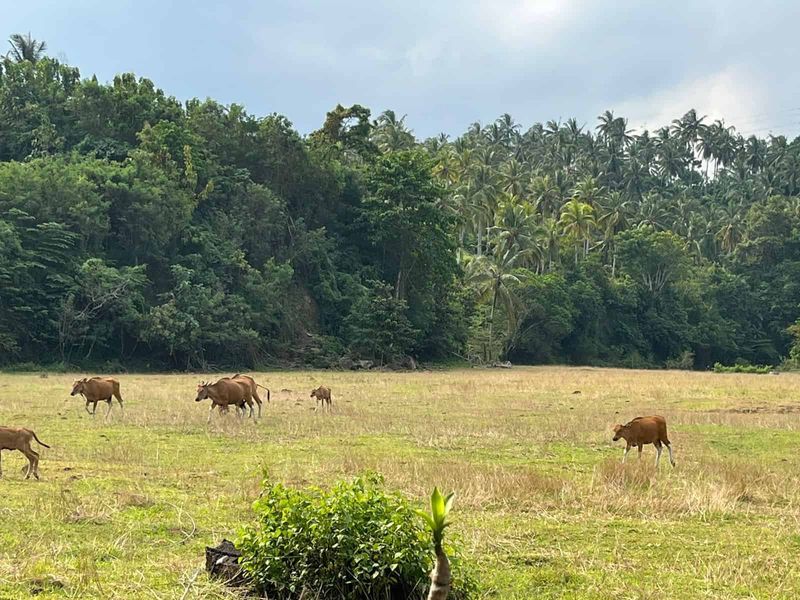 Investasi Tanah 5 Are Lalanglinggah Selemadeg Barat Tabanan - 4