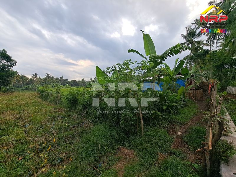 Dijual Tanah sawah  Murah di giri banyuwangi, Jawa Timur - 4