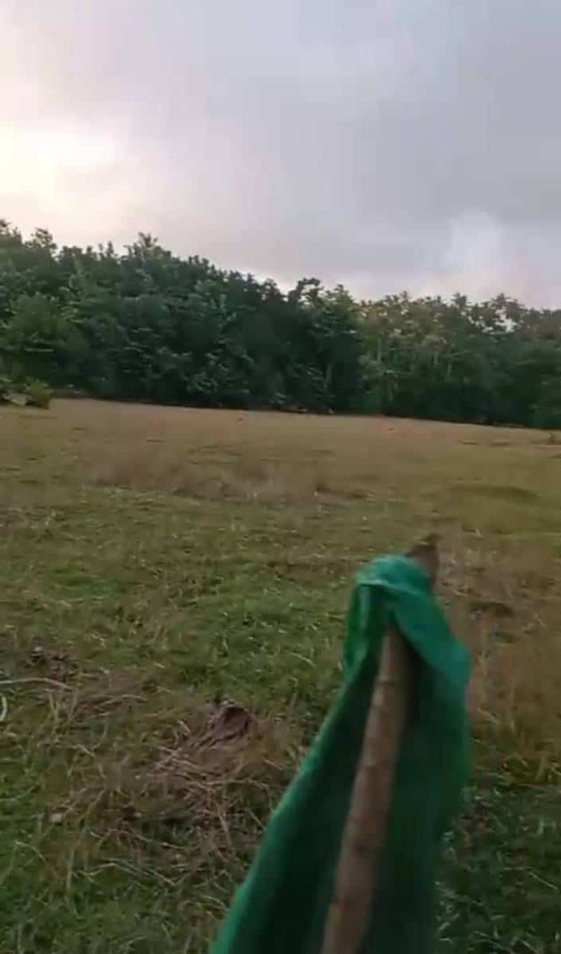 Investasi Tanah 5 Are Lalanglinggah Selemadeg Barat Tabanan - 2