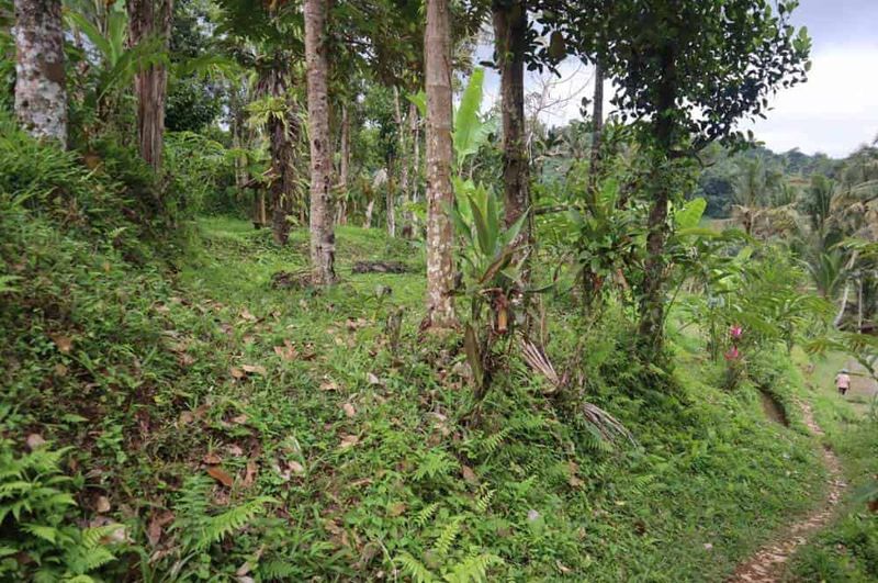 Investasi Tanah 50 Are Munduk Lumbang Baturiti Tabanan Hotspring Sungai - 3