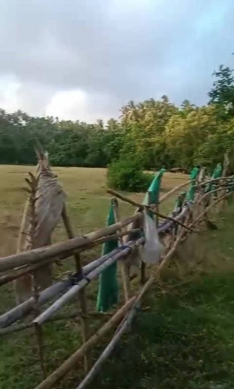 Investasi Tanah 5 Are Lalanglinggah Selemadeg Barat Tabanan - 3