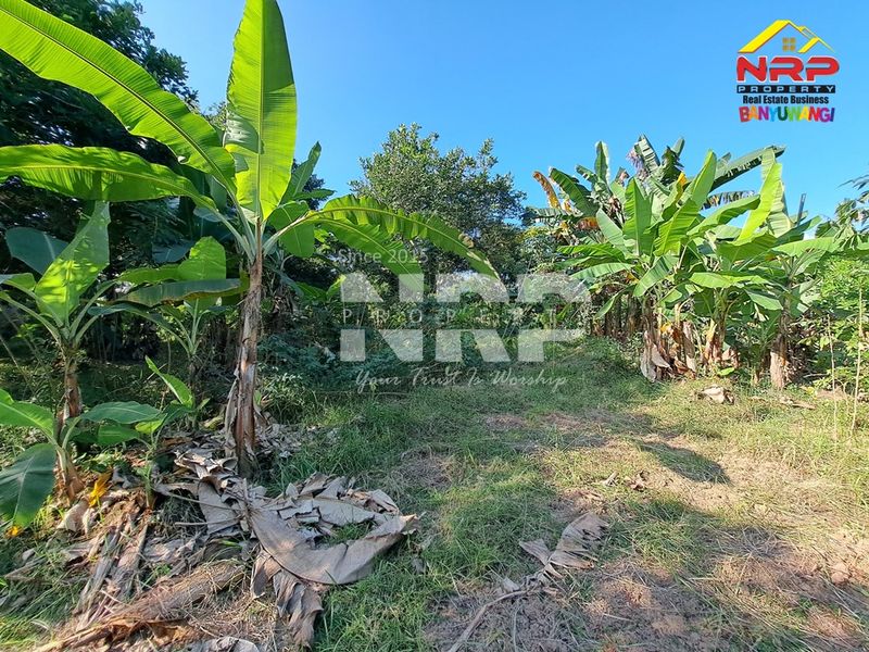  Dijual Tanah Kosong di kabupaten banyuwangi, Jawa Timur - 3