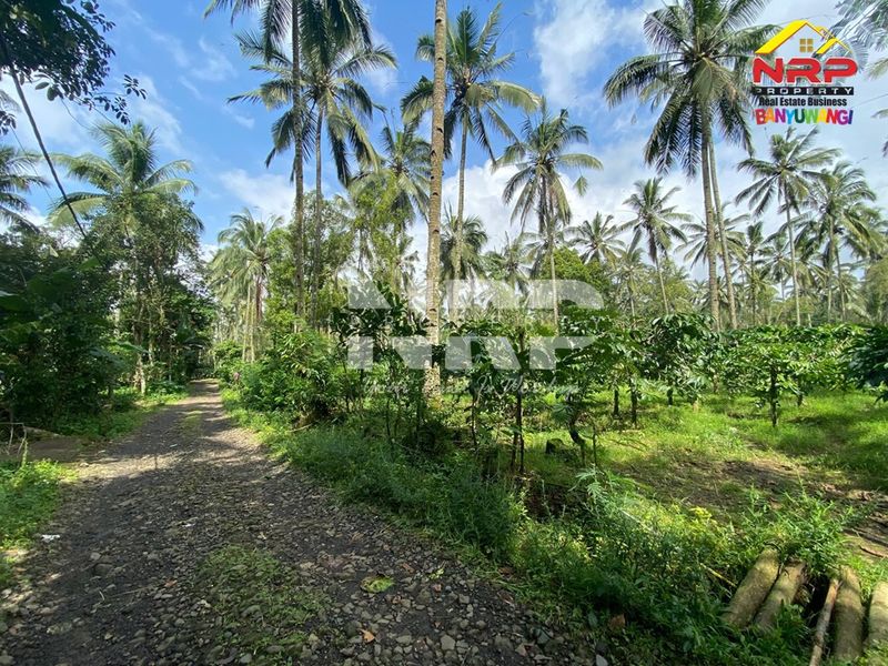 Dijual Tanah Kebun Kopi, Kelapa, Cengkeh Produktif di Licin - Kawah Ijen Banyuwangi  - 3