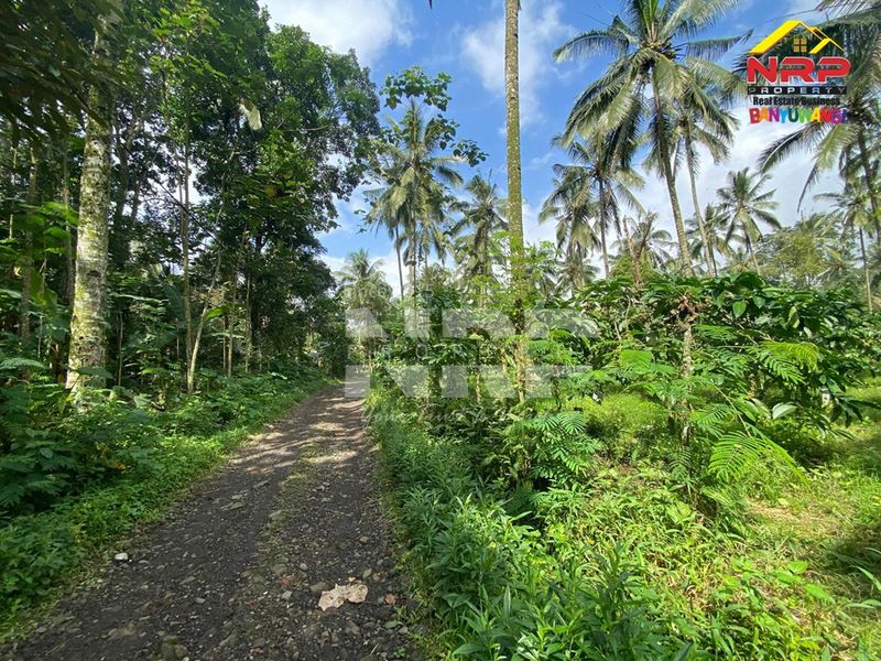 Dijual Tanah Kebun Kopi, Kelapa, Cengkeh Produktif di Licin - Kawah Ijen Banyuwangi  - 4