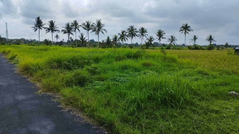 Investasi Tanah Sawah 19 Are Angantaka Abiansemal Badung - 3