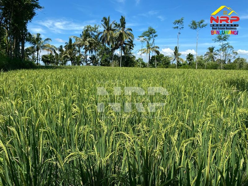 Dijual Tanah Sawah View Terasering dan Gunung - Kawah Ijen - 5