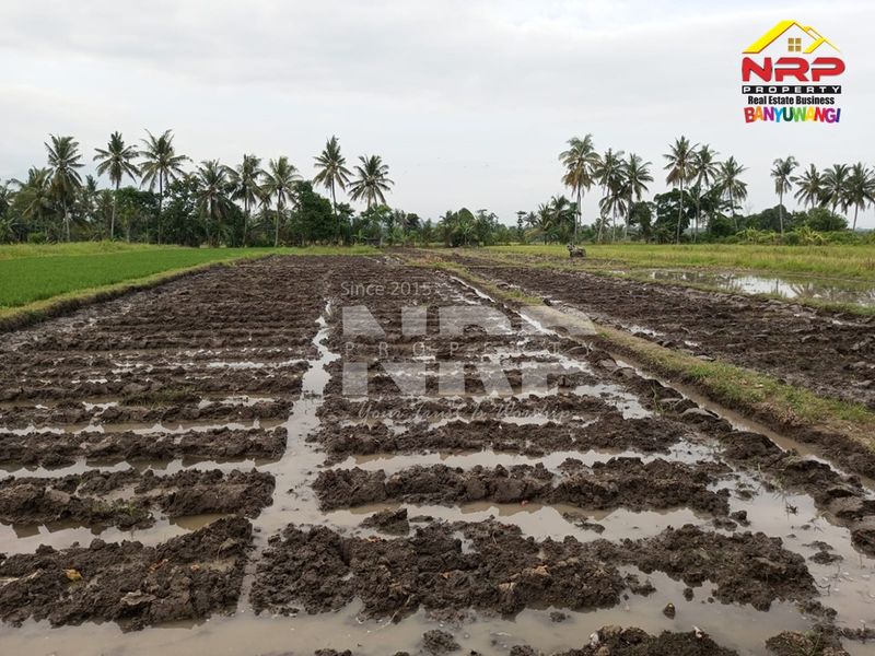 Dijual Tanah sawah pinggir jalan  di kabupaten banyuwangi, Jawa Timur kabat - 4