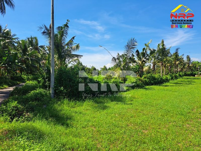 Dijual Tanah kebun  di Kabat banyuwangi, Jawa Timur - 2