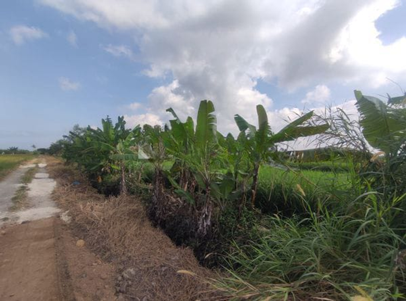 Jual Tanah Hadap Selatan 450m2 Pantai Kelating Tabanan - 2