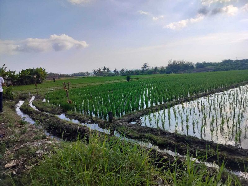 Jual Tanah 26 Are Pantai Pasut Kerambitan Tabanan View Laut Gunung - 5