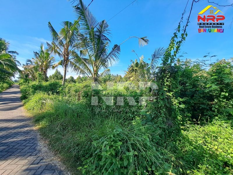 Dijual Tanah kebun  di Kabat banyuwangi, Jawa Timur - 3