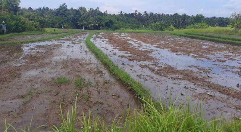 Investasi Tanah Lahan Pemukiman 1,06 Hektar View Sawah Gunung Dekat Tol Lingkar Soka Mengwi Selemadeg Tabanan - 4