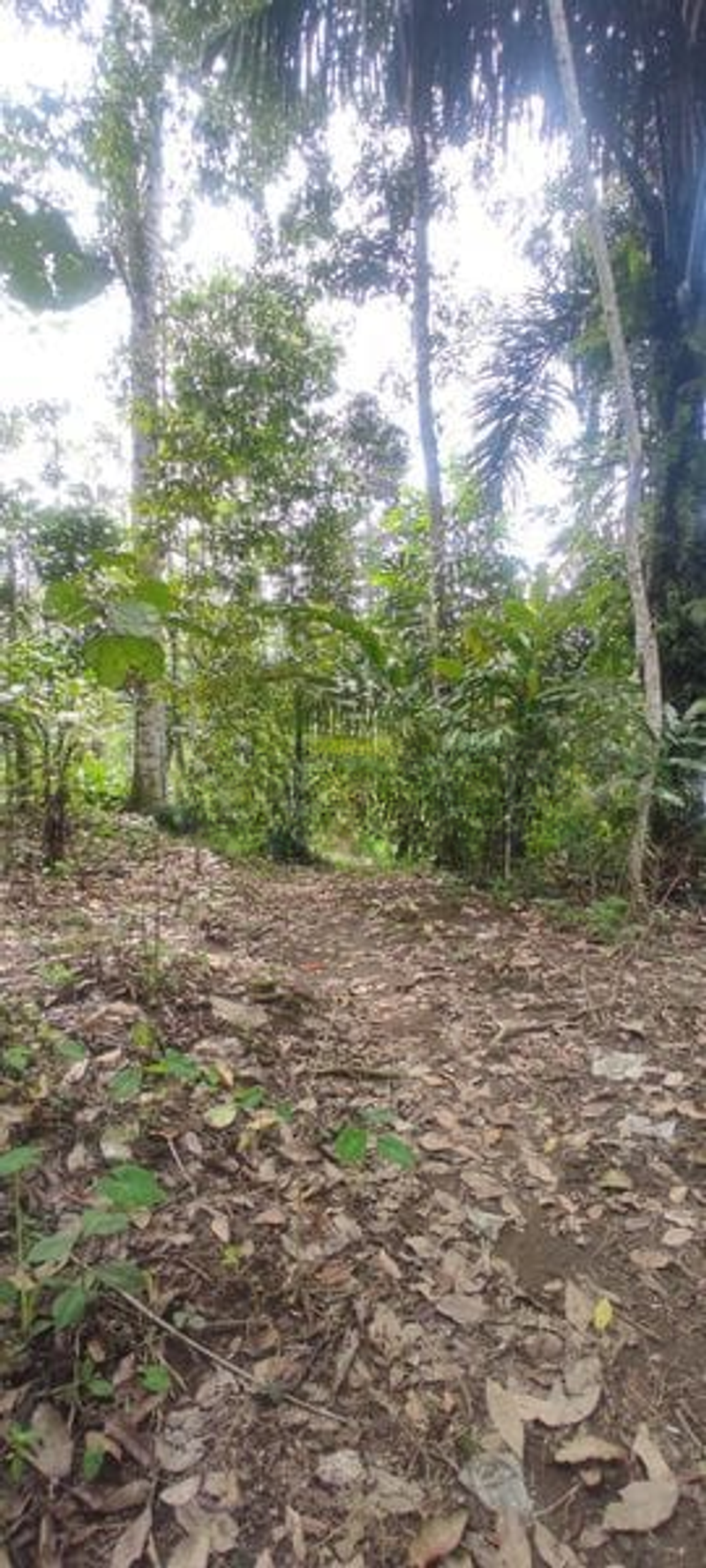 Jual Tanah Hadap Timur 9410m2 Desa Wongaya Gede Penebel Tabanan Untuk Perkebunan - 4