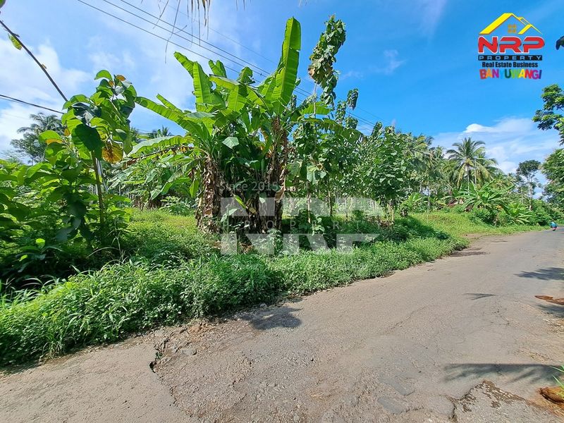 Dijual Tanah Murah di kabupaten banyuwangi, Jawa Timur kelir kalipuro - 5