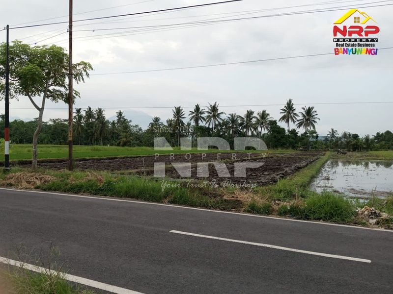 Dijual Tanah sawah pinggir jalan  di kabupaten banyuwangi, Jawa Timur kabat - 2