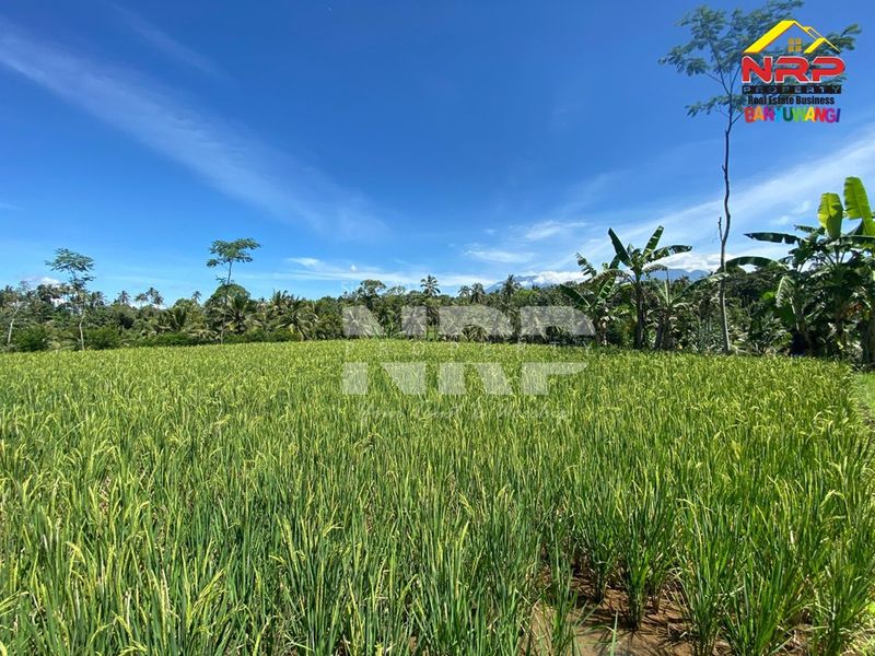 Dijual Tanah Sawah View Terasering dan Gunung - Kawah Ijen - 3