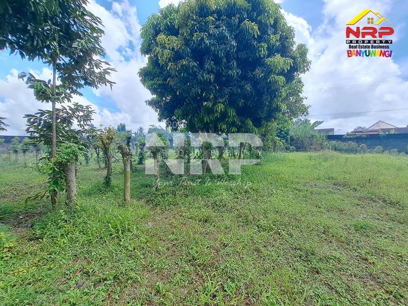 Dijual Tanah luas dan besar  di kabupaten banyuwangi, Jawa Timur rogojampi mangir - 2