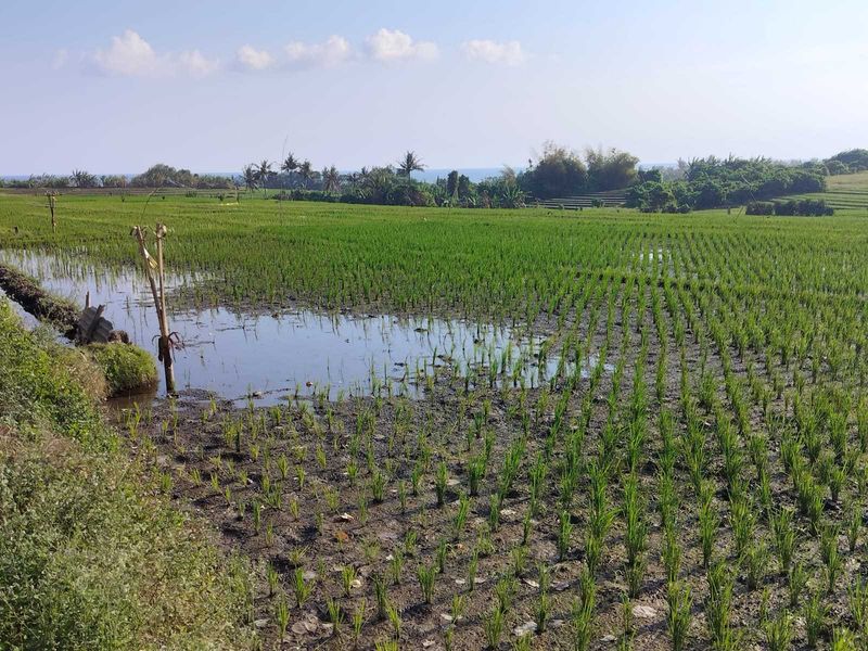 Jual Tanah 20 Are Kelating Tabanan - 5