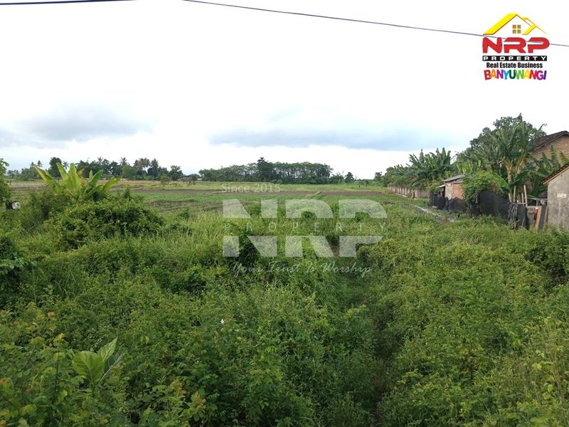 Dijual Tanah Murah di kabupaten banyuwangi Blimbingsari, Jawa Timur - 3