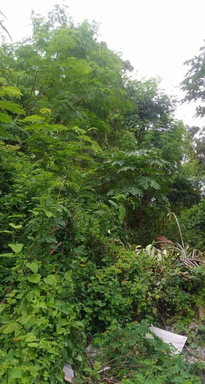 Investasi Tanah 1350m2 Siligita Benoa Kuta Selatan Badung - 4