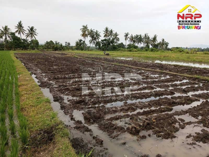 Dijual Tanah sawah pinggir jalan  di kabupaten banyuwangi, Jawa Timur kabat - 3