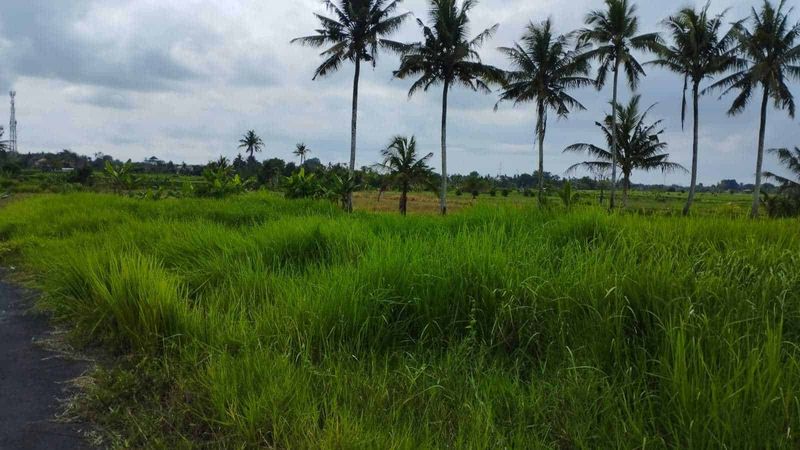 Investasi Tanah Sawah 19 Are Angantaka Abiansemal Badung - 2