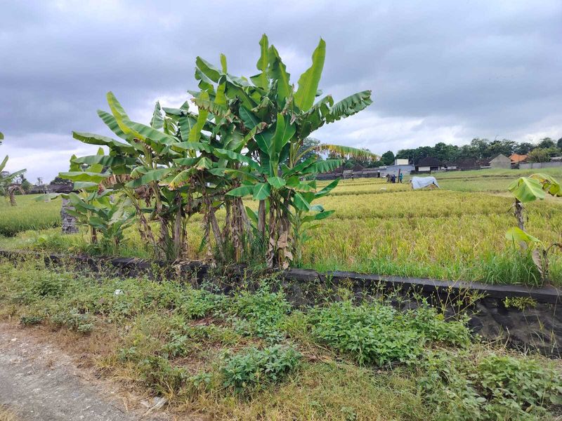 Jual Tanah 20 Are Kelating Tabanan - 2